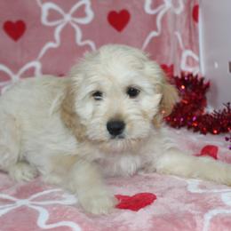 Luke - Apricot male Goldendoodle puppy in Tuscola, Illinois from Dream on puppies