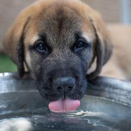 Anatolian Shepherd Dog Puppies from Fiddler’s Dream Anatolians