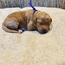 Cera - Brown female Cockapoo puppy in Kingfisher, Oklahoma from Perdue Puppies