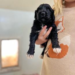 Rubidium - Black female Pyredoodle puppy in Prescott, Washington from Pyredoodles at Pedersen Ranch