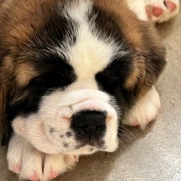 Dark Yellow - Mahogany and white female Saint Bernard puppy in Double Springs, Alabama from St Bernard Kingdom, LLC