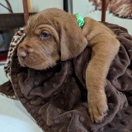 Boy 2 - Golden rust male Wirehaired Vizsla puppy in Talihina, Oklahoma from Buffalo Creek Kennel
