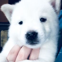 Siberian Husky Puppies from Betty's Huskies