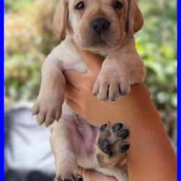 Dark Blue - Yellow male Labrador Retriever puppy in Palm Beach County, Florida from Griffin Royal Labs