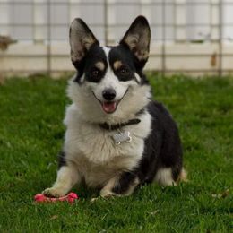 Lucy - Pembroke Welsh Corgi