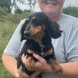 Jane - Dachshund