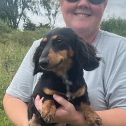 Jane - Dachshund