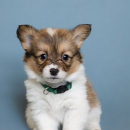 Renesme - Sable female Pembroke Welsh Corgi puppy in Herriman, Utah from Celtic Corgis