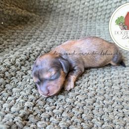 Dachshund puppies from Dogwood Acre Dachshunds