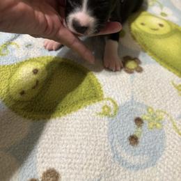 Beauty - Black tri-color female Australian Shepherd puppy in Covington, Texas from Hawk Hill Australian Shepherds