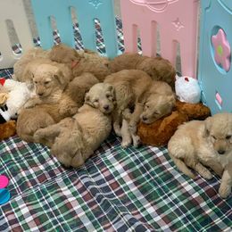 Goldendoodle Puppies from Bear Ridge Doodles