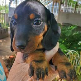 Boy 1 - Black and tan male Dachshund puppy in Portland, Oregon from Goodwood Standard European Hunting Dachshunds