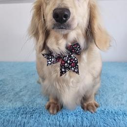 Daizee - Dachshund