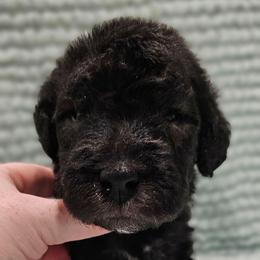 Wizard - Blue male Bedlington Terrier puppy in Rincon, Georgia from Prismic Bedlington Terriers