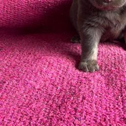 Rita - Black female Australian Shepherd puppy in Whitwell, Tennessee from Owl Hollow Farm