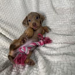 Hazel - Dapple female Dachshund puppy in Blackfoot, Idaho from 208 Weenies