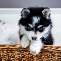 Pomsky Puppies from Arctic Star Pomskies