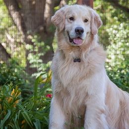Golden Retrievers from Osprey Goldens