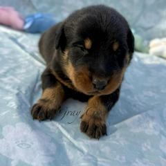Gray - Black and rust female Beauceron puppy in Floyd’s Knobs, Indiana from Birdwing Beaucerons