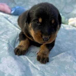Gray - Black and rust female Beauceron puppy in Floyd’s Knobs, Indiana from Birdwing Beaucerons