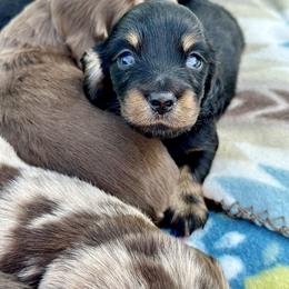Ruckus - Black and tan male Dachshund puppy in California from Ranch Hand Weenies