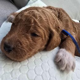 Prince Whitesock - Red  male Poodle puppy in Woodbridge, Virginia from Rosa Red Standard Poodles