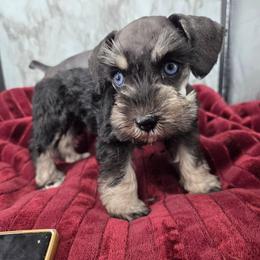 Saphir - Black and silver female Miniature Schnauzer puppy in Panama City, Florida from Emerald Coast Schnauzers