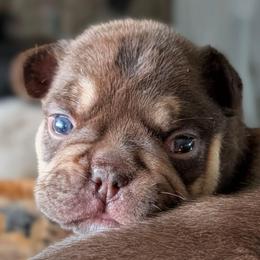 Aberdeen Angus - Tricolors female French Bulldog puppy in Fort Atkinson, Wisconsin from Bishop Bullyz