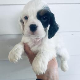 Charlie - Black white and tan male Cocker Spaniel puppy in Church Point, Louisiana from Acadia's Cockers