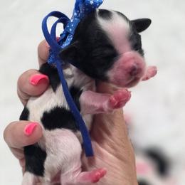 Dottie - Black and white female Shihpoo puppy in Vernon, Texas from Sugarland's Texas Goldendoodles