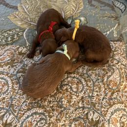 Goldendoodle Puppies from Miss Cindy’s Doodles