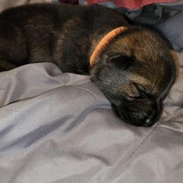 Xena (Orange female) - Sable female German Shepherd puppy in Winchester, Kentucky from Del Lago Canine