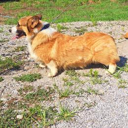 Rancher - Pembroke Welsh Corgi