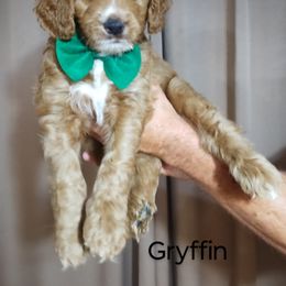 Bernedoodle Puppies from Doodles Divine Michigan