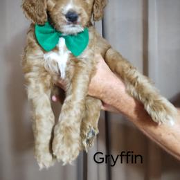 Bernedoodle Puppies from Doodles Divine Michigan