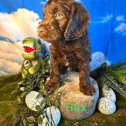 Rex - Chocolate male Labradoodle puppy in Chelan, Washington from North Cascades Doodles