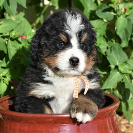 "Oscar    Male" Bernese Mountain Dog Puppies from Wilderness Way Berners