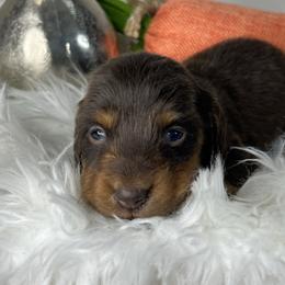 Miranda Lambert - Chocolate and tan female Dachshund puppy in Payette, Idaho from NT Mini Doxies