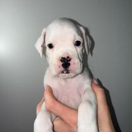 Liberty - White female Boxer puppy in Jamesville, New York from Reynolds Homestead Boxers