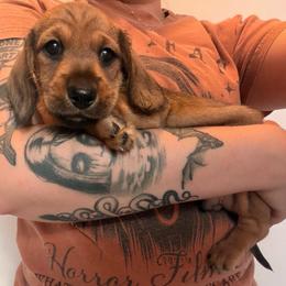 Highlander - Red male Dachshund puppy in Caldwell, Idaho from 208 Wiener Wiggle Butts LLC