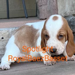 Spotlight - Red and white female Basset Hound puppy in Sidney, Nebraska from Royal Baez Basset