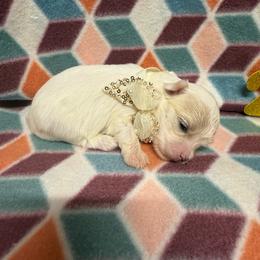 Lilly - White female Maltese puppy in Asheville, North Carolina from TCBs Glowing Maltese