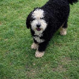 Patty - Bernedoodle