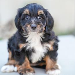 Canvas - Tri-color female Bernedoodle puppy in Dundee, Ohio from Down Home Doodle