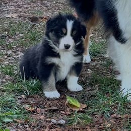 5 - Blue merle male Australian Shepherd puppy in Dayton, Ohio from Willowlake Australian Shepherds