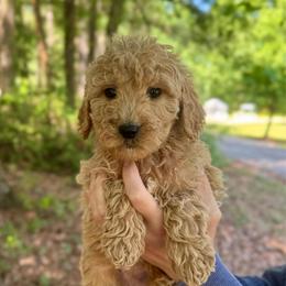 Pearl - Apricot female Goldendoodle puppy in Kenansville, North Carolina from J+A Family Doodles