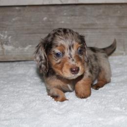Mickey - Dapple male Dachshund puppy in Paris, Texas from Kuttin’ Up Mini Aussies