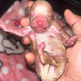 Ralph - Cream male Poodle puppy in Gastonia, North Carolina from Precious pups dynasty kennel