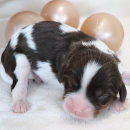 Dreamcatcher Tri - Chocolate male Cavalier King Charles Spaniel puppy in Gulfport, Mississippi from Gulf Coast Cavaliers