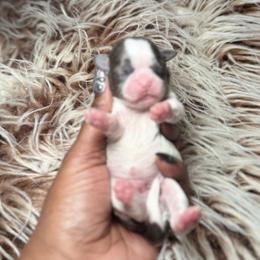 Maverick - Cream and white male Shih Tzu puppy in Knightdale, North Carolina from House of Paws Heritage Nursery